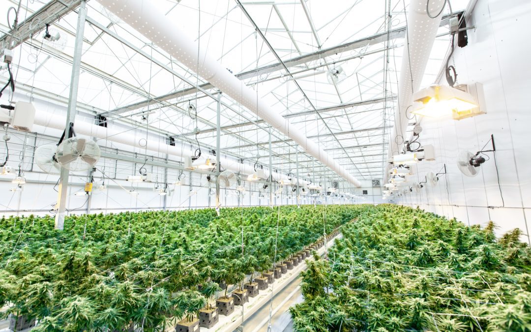 Cannabis Growers in Arizona: Nurturing the Green Industry